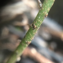 Bolbitis heteroclita