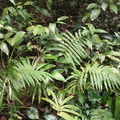 Sphaerostephanos productus