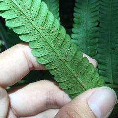 Sphaerostephanos productus