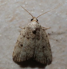 Tolpia conscitulana