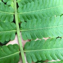 Sphaerostephanos productus