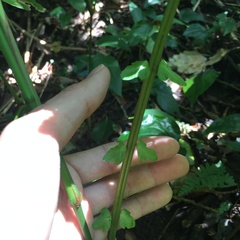 Sphaerostephanos productus