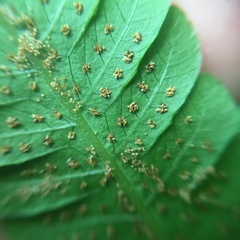 Sphaerostephanos productus