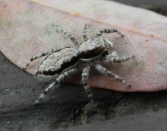 Menemerus bivittatus