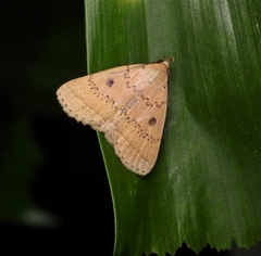 Simplicia discosticta