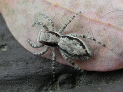 Menemerus bivittatus