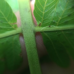 Sphaerostephanos productus