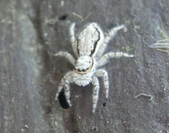 Menemerus bivittatus