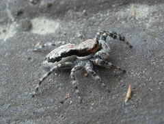 Menemerus bivittatus