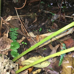 Sphaerostephanos productus