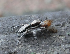 Menemerus bivittatus