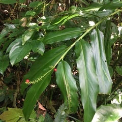 Alpinia flabellata