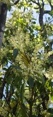 Plagianthus regius