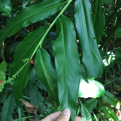 Alpinia flabellata