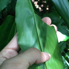 Alpinia flabellata