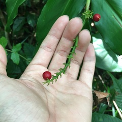 Alpinia flabellata
