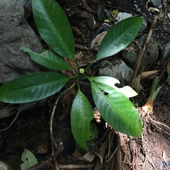 Psychotria cephalophora