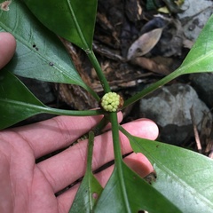 Psychotria cephalophora