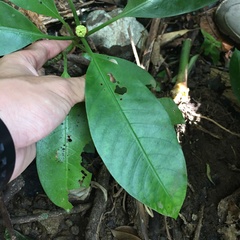 Psychotria cephalophora