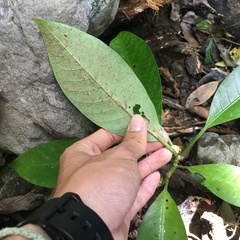 Psychotria cephalophora