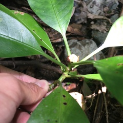 Psychotria cephalophora