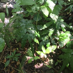 Bolbitis heteroclita