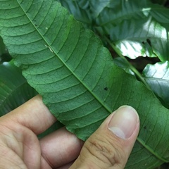 Bolbitis heteroclita