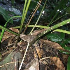 Bolbitis heteroclita