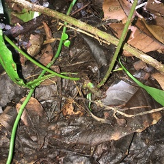 Bolbitis heteroclita