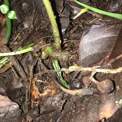 Bolbitis heteroclita