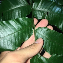 Bolbitis heteroclita