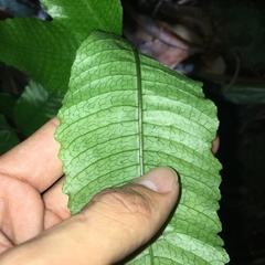 Bolbitis heteroclita