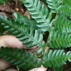 Alsophila fenicis