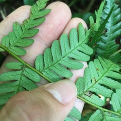 Alsophila fenicis