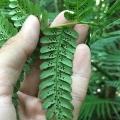Alsophila fenicis
