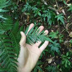 Alsophila fenicis