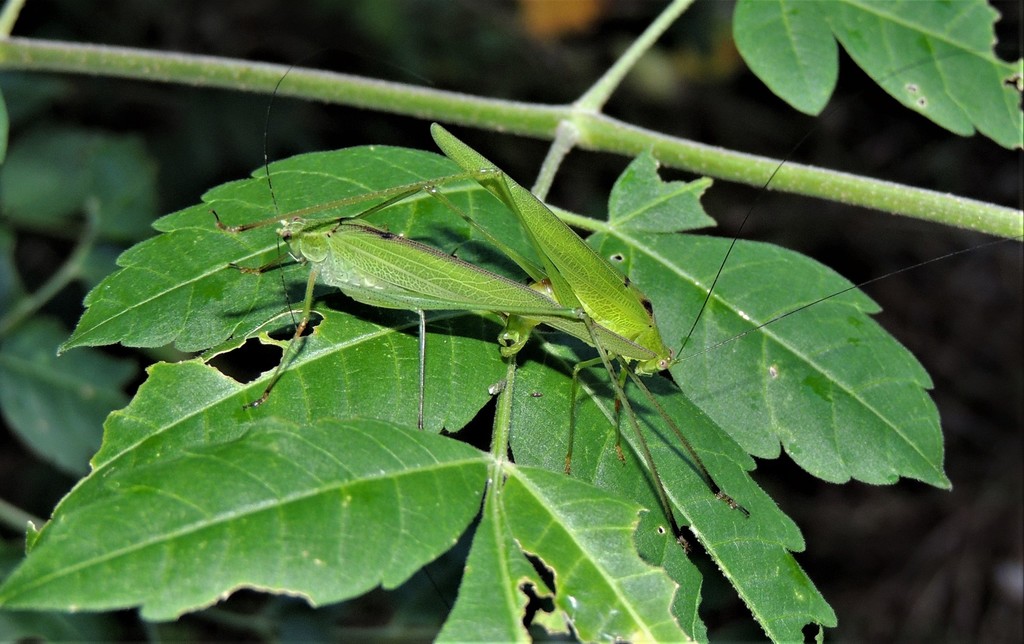 Phaneroptera brevis from Strathdickie QLD 4800, Australia on April 9 ...