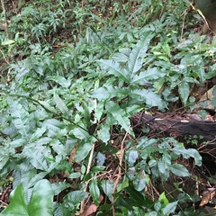 Bolbitis heteroclita