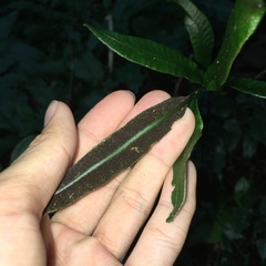 Bolbitis heteroclita