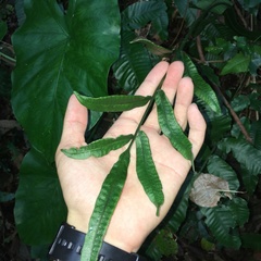 Bolbitis heteroclita