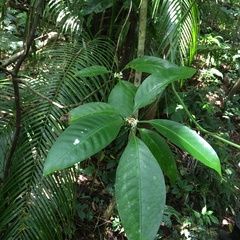 Psychotria cephalophora