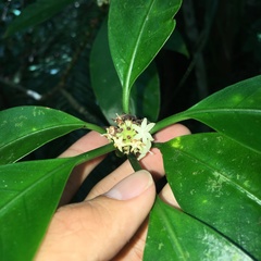 Psychotria cephalophora