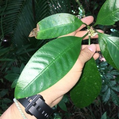 Psychotria cephalophora