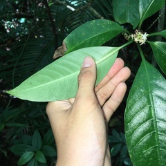 Psychotria cephalophora