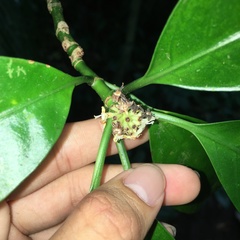 Psychotria cephalophora
