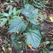 Pterospermum niveum - Photo (c) 洪阿愷, algunos derechos reservados (CC BY-NC), subido por 洪阿愷