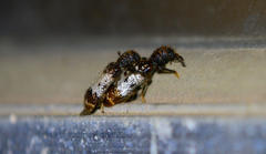 Pelonium leucophaeum