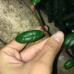 Ficus aurantiaca parvifolia