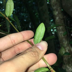 Ficus aurantiaca parvifolia