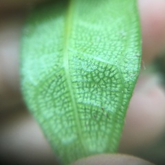Ficus aurantiaca parvifolia